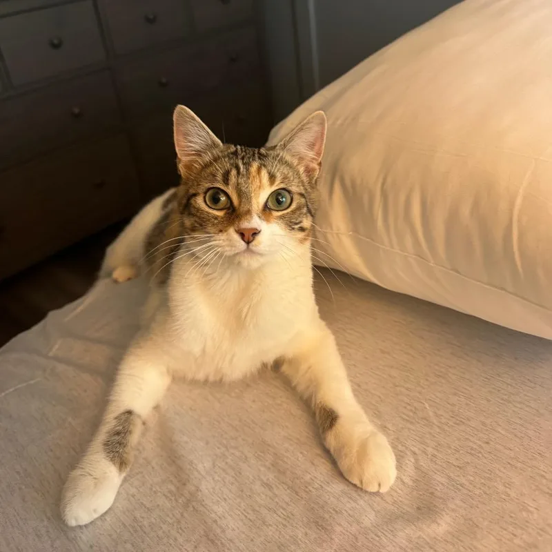 Shrimp Alston thumbnail 3