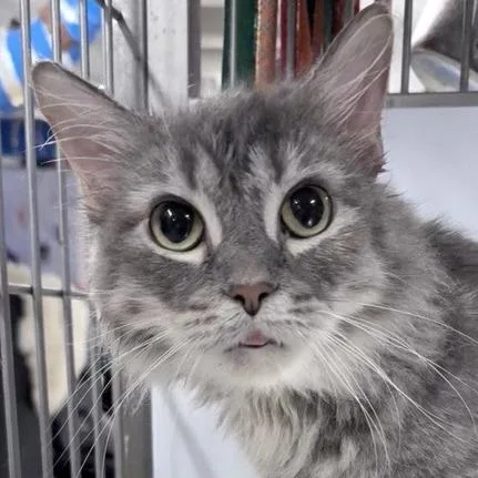 An adult medium-sized female Gray / Blue / Silver Domestic Medium Hair cat named Twigy for adoption in New York, NY