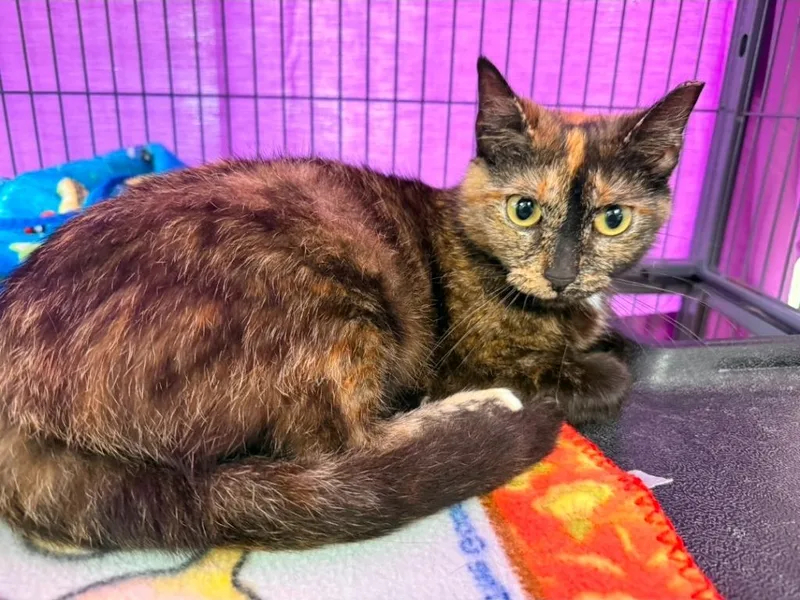 An adult medium-sized female Domestic Short Hair cat named Strawberrina for adoption in Hamilton, OH