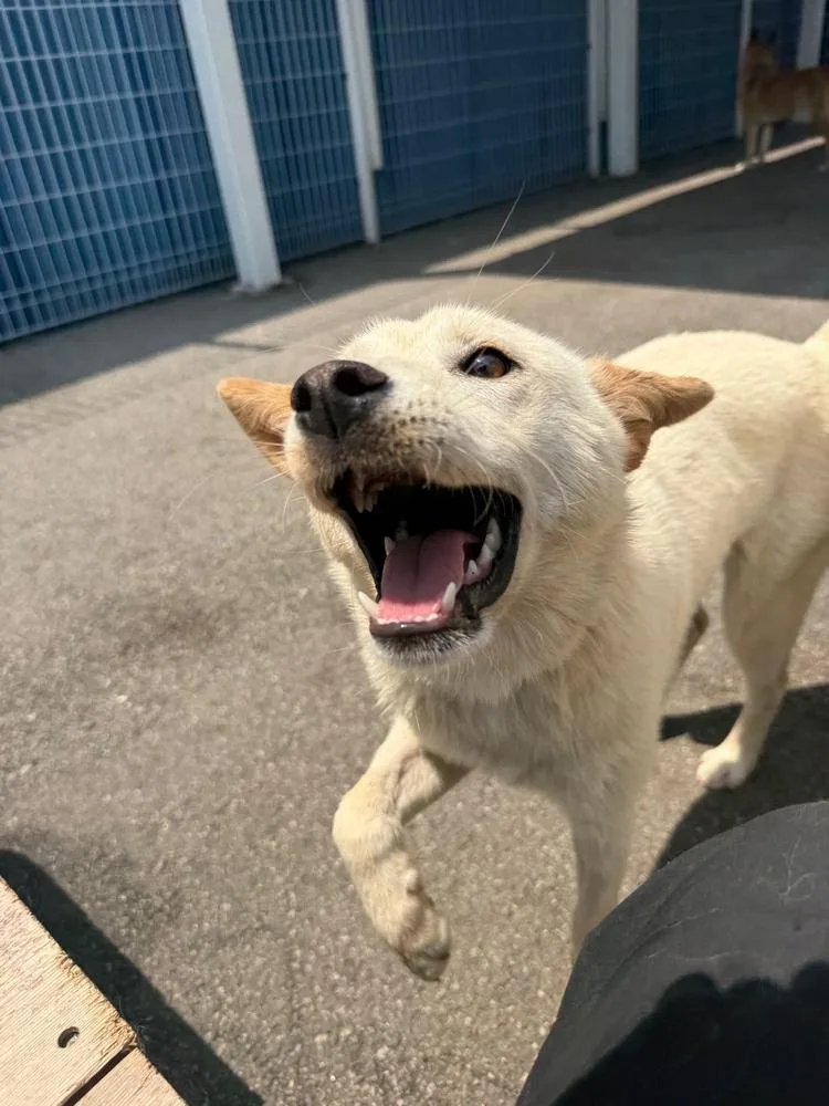 A baby medium-sized female Jindo dog named Dalgona for adoption in Long Island City, NY
