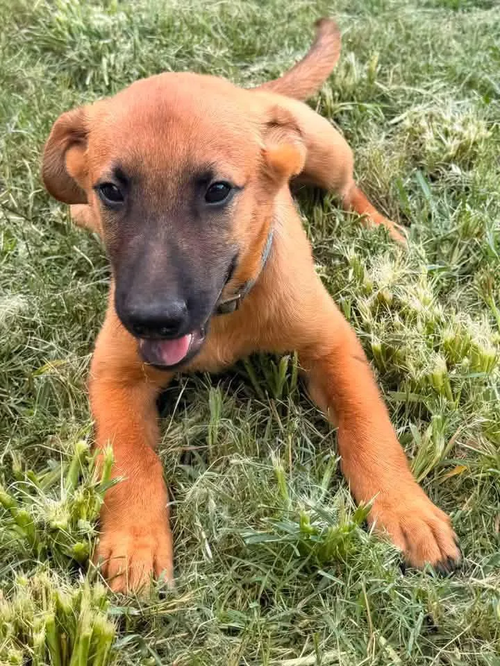 Rajah