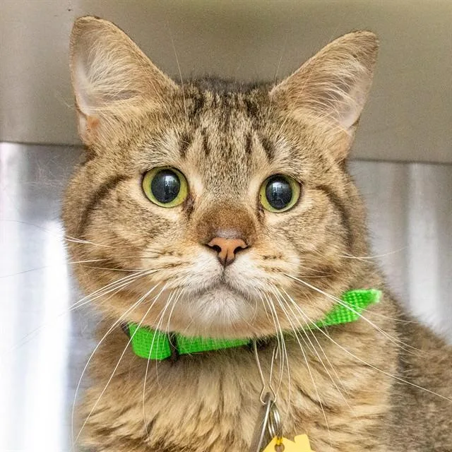 An adult small-sized male Domestic Short Hair cat named Manny for adoption in St. Louis, MO