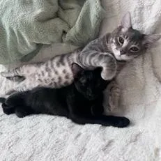 A baby medium-sized male Tabby (Gray / Blue / Silver) Domestic Short Hair cat named Puddle for adoption in Davis, CA