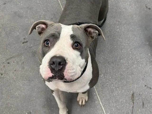 A young large-sized female Pit Bull Terrier dog named Yaya for adoption in Mesa, AZ