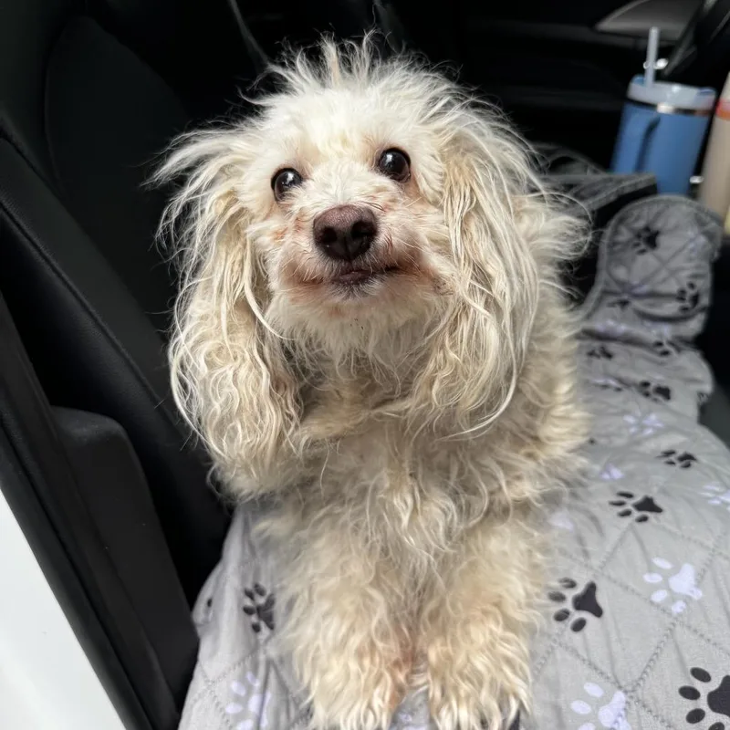An adult small-sized female White / Cream Terrier dog named Khloe for adoption in Austell, GA