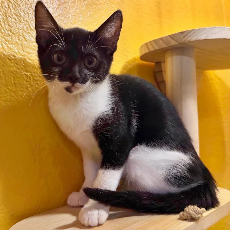 A baby small-sized female Black Domestic Short Hair cat named Lilly for adoption in Flower Mound, TX