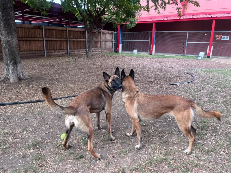 An adult medium-sized female Belgian Shepherd / Malinois dog named Estrellita A for adoption in Plano, TX