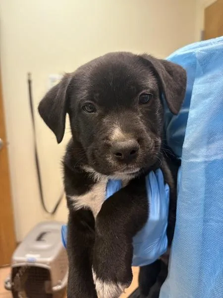 A baby medium-sized male Shepherd dog named Osito for adoption in Kennewick, WA