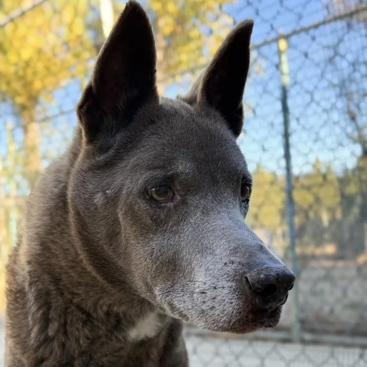 A senior medium-sized male Gray / Blue / Silver Shepherd dog named Kona for adoption in Mountain Center, CA