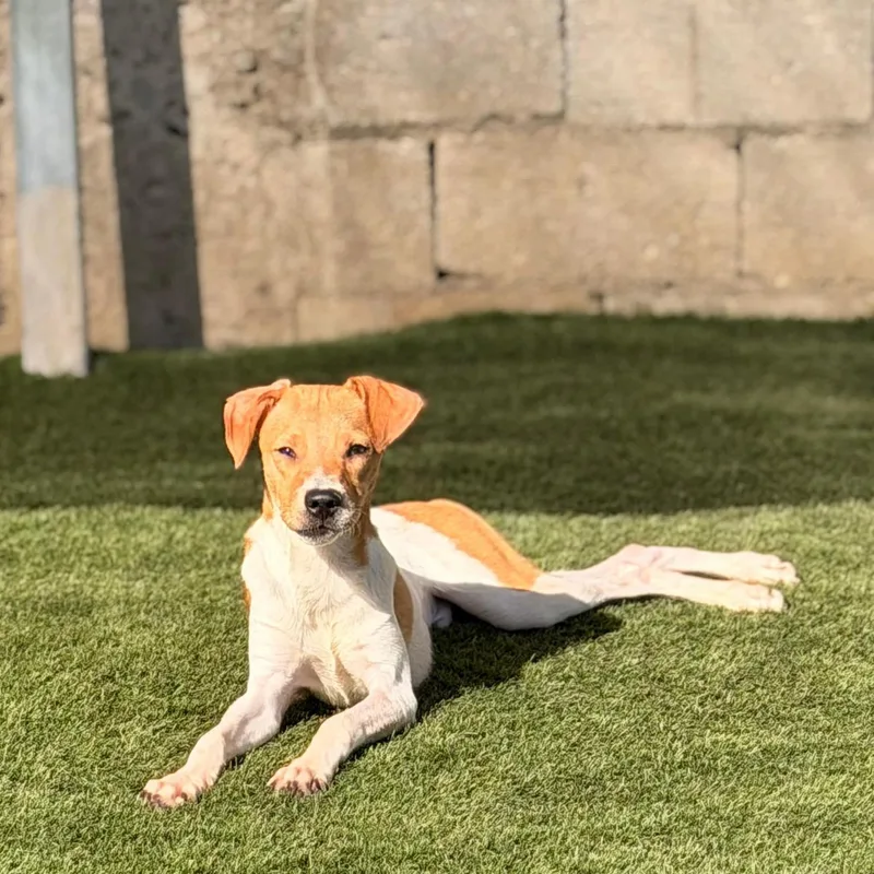 A young medium-sized male Basenji dog named Chino for adoption in Virginia Beach, VA