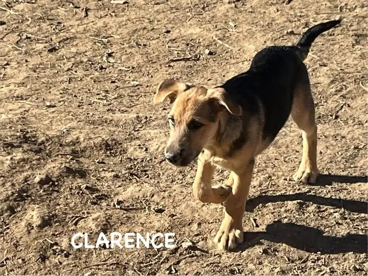 Clarence Sassy pup thumbnail 2