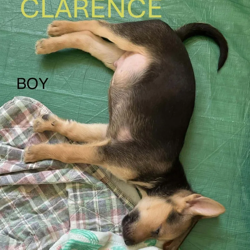 Clarence Sassy pup thumbnail 3