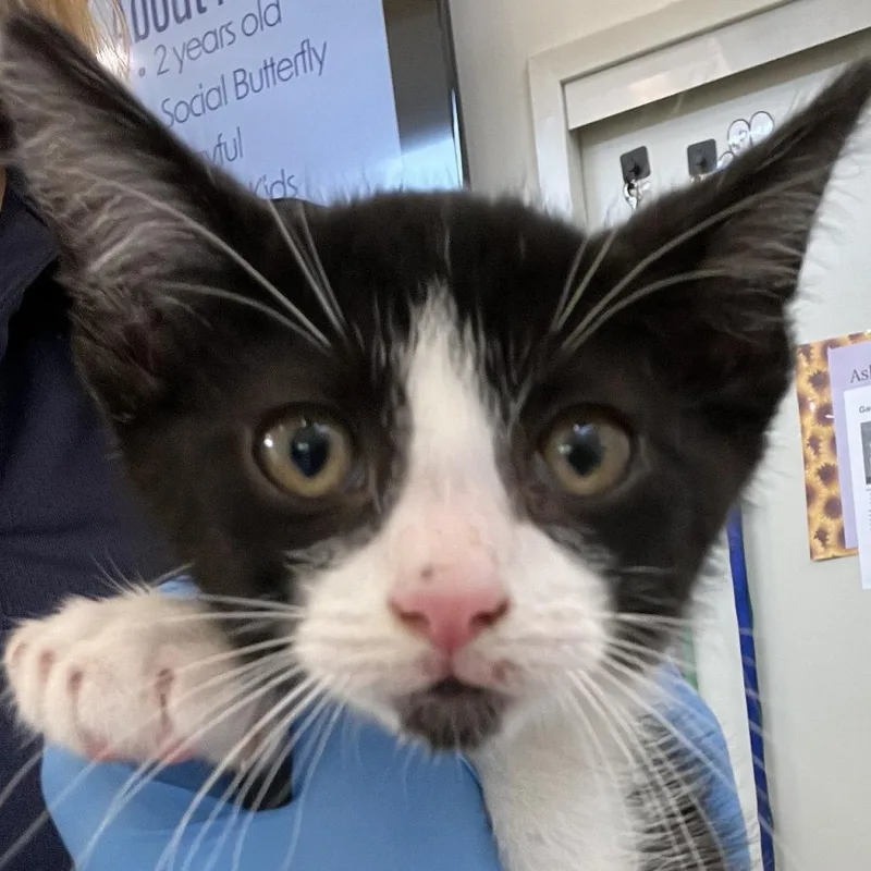 A baby small-sized female Black Domestic Short Hair cat named 71582 for adoption in Harrisonburg, VA