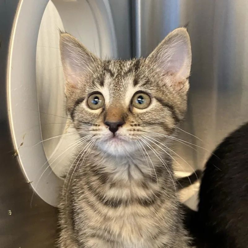 A baby small-sized female Brown / Chocolate Domestic Short Hair cat named Claire for adoption in Washington Township, OH