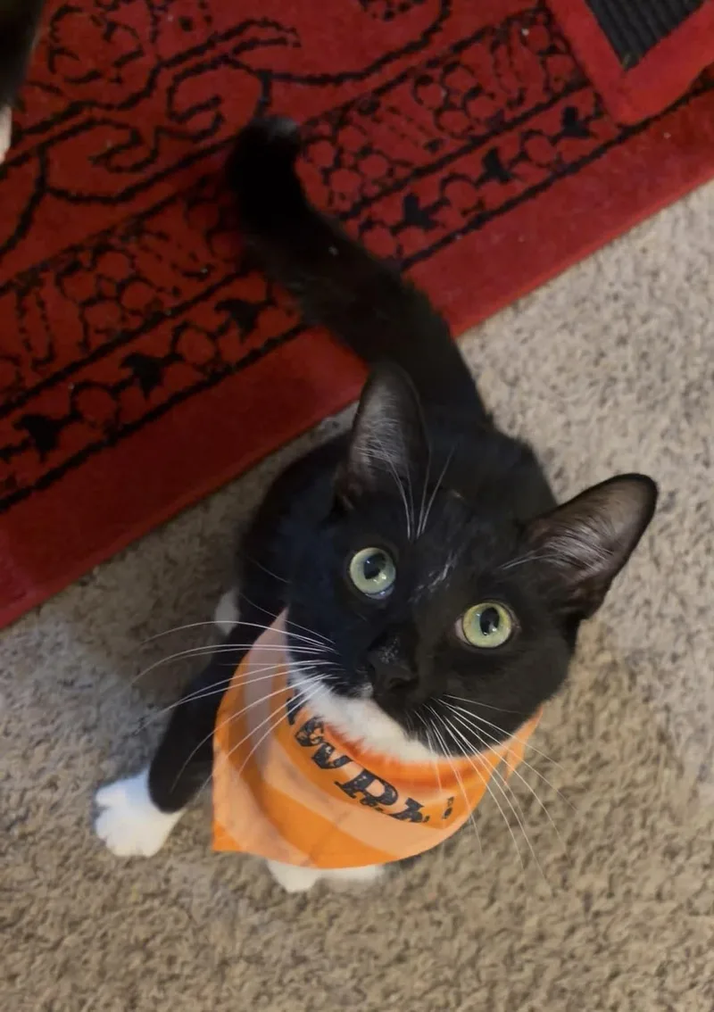 Bartholomew Ort thumbnail 3