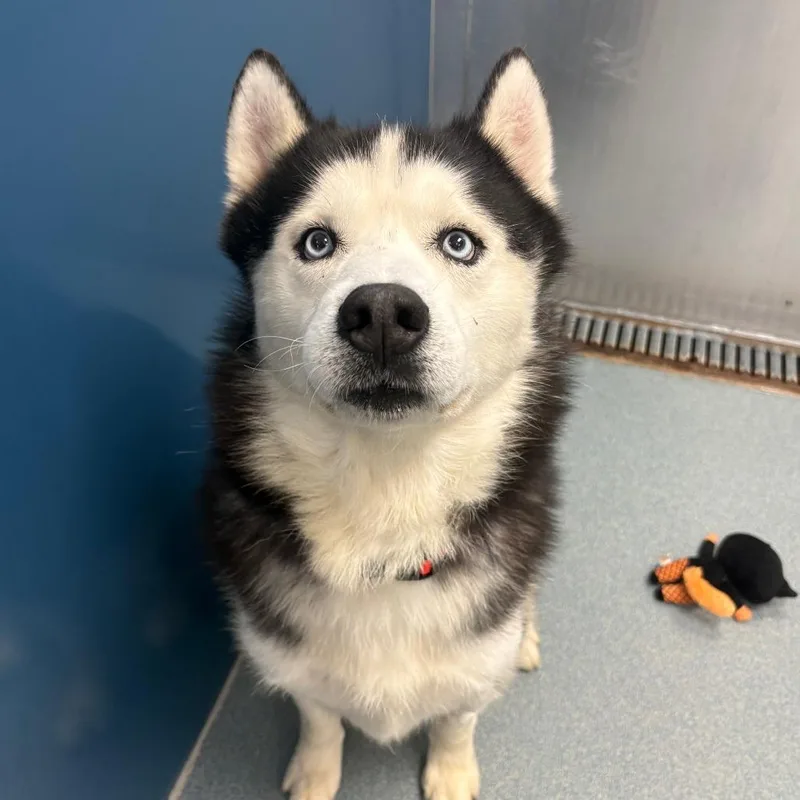A senior medium-sized male Siberian Husky dog named Omar for adoption in Chesapeake, VA