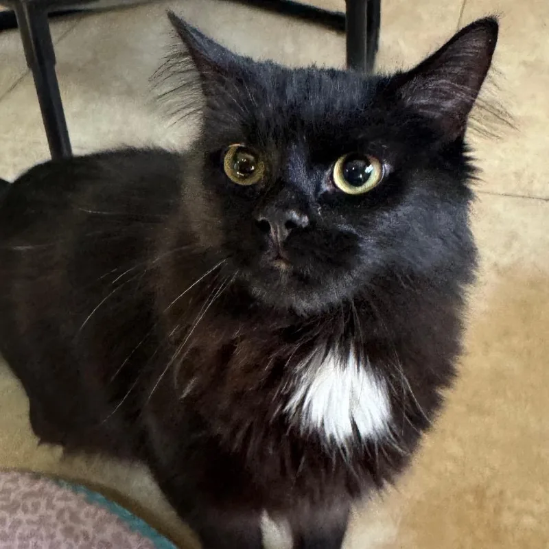 An adult large-sized male Black Domestic Medium Hair cat named Dr. Drakken for adoption in Decatur, GA