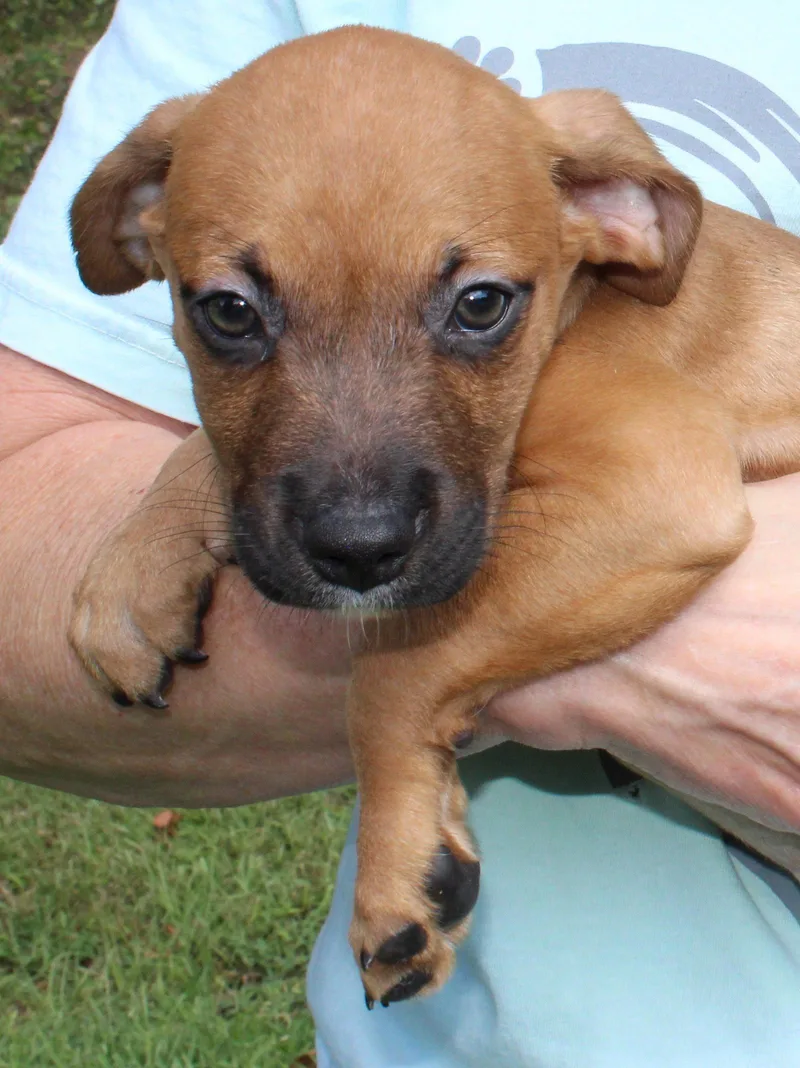 A baby medium-sized male Retriever dog named Kirby for adoption in Prattville, AL