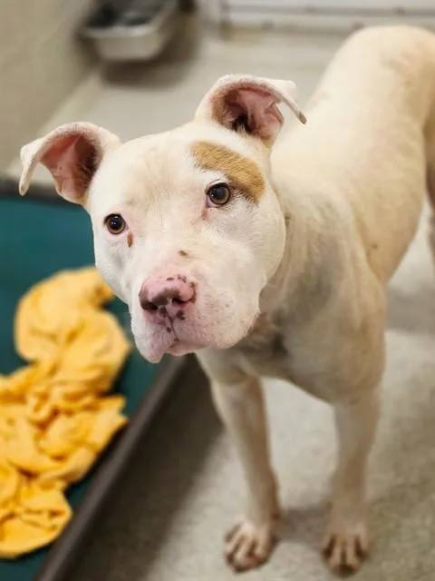 A young medium-sized male Pit Bull Terrier dog named Tate for adoption in Statesville, NC