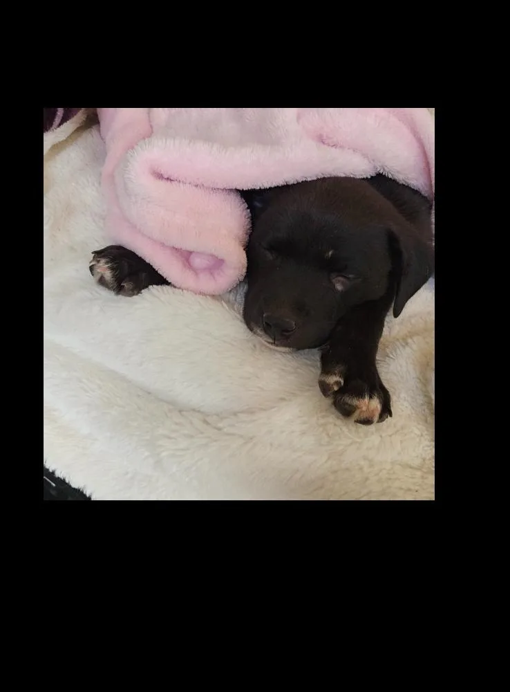 A baby medium-sized female Black Labrador Retriever dog named Juliet for adoption in Lafayette, CO
