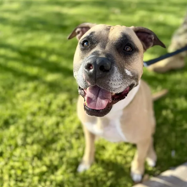 An adult medium-sized male Boxer dog named Beans for adoption in Tucson, AZ