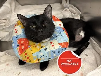 An adult medium-sized male Domestic Short Hair cat named Smith St Wuo for adoption in Lowell, MA