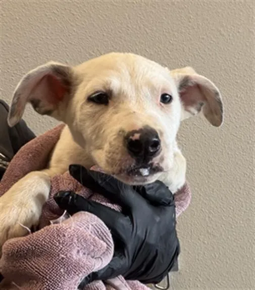 A baby large-sized male German Shepherd Dog dog named Macadamia for adoption in Ontario, CA