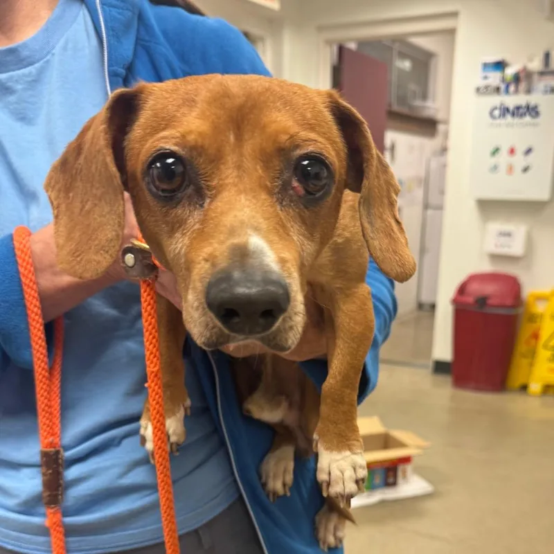 An adult small-sized male Yellow / Tan / Blond / Fawn Mixed Breed dog named YORKStray for adoption in York, PA