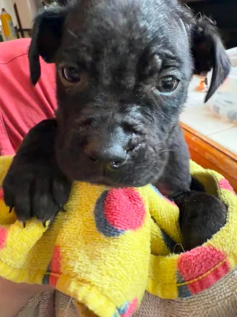 A baby medium-sized male Mixed Breed dog named Michelangelo for adoption in Cloquet, MN