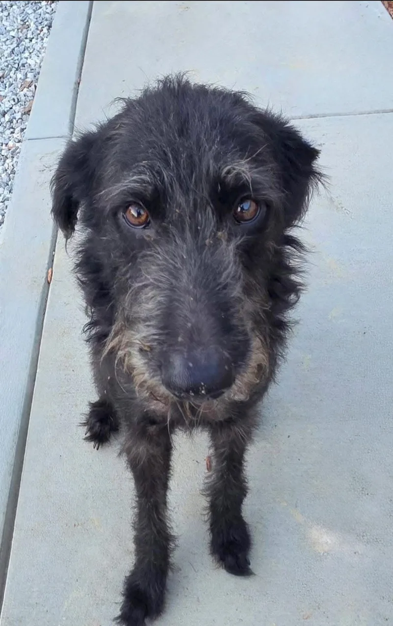 An adult medium-sized female Black Mixed Breed dog named Pixie for adoption in Warren, OH
