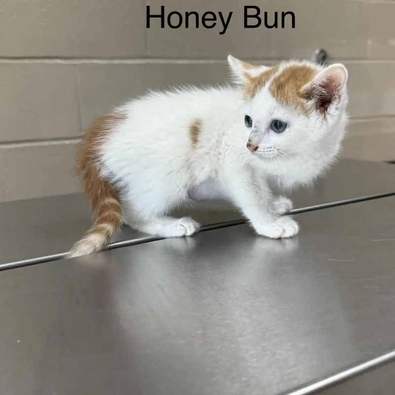 A baby small-sized female Orange / Red Domestic Medium Hair cat named Honey Bun for adoption in Caryville, TN