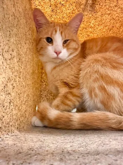 An adult medium-sized male Orange / Red Domestic Short Hair cat named Tony for adoption in Fruit Heights, UT