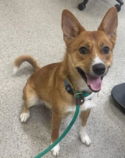 An adult medium-sized male Carolina Dog dog named Jack O` Lantern for adoption in Fishers, IN