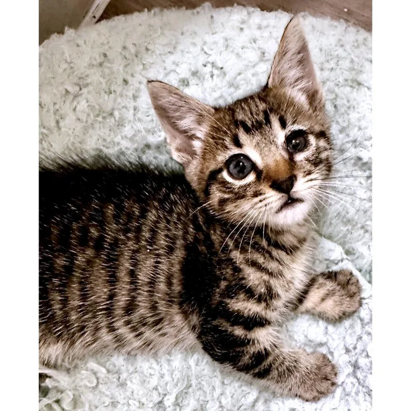 A baby small-sized male Brown / Chocolate Domestic Short Hair cat named Yorktown for adoption in Austin, TX