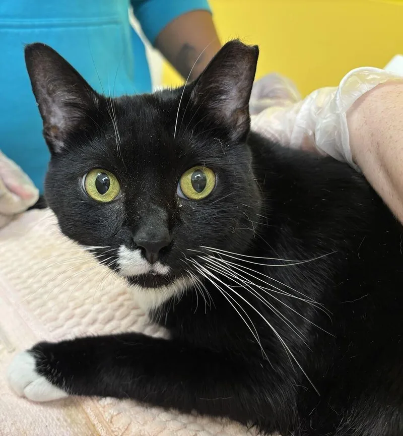 An adult medium-sized male Black & White / Tuxedo Domestic Short Hair cat named Nin for adoption in Raleigh, NC