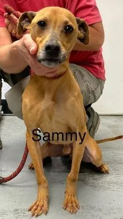 An adult medium-sized male Terrier dog named Sammy for adoption in Cincinnati, OH