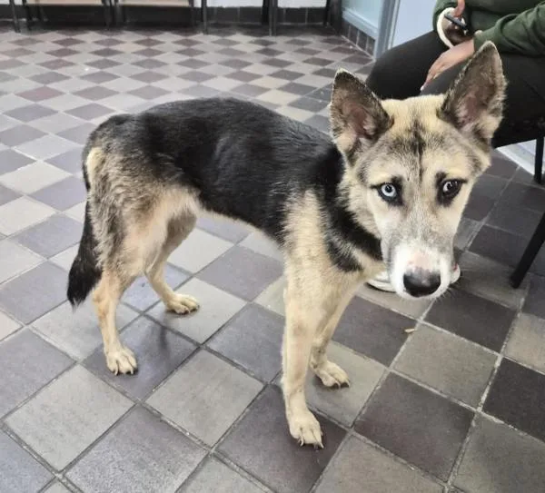 An adult medium-sized female German Shepherd Dog dog named Yue for adoption in New York, NY