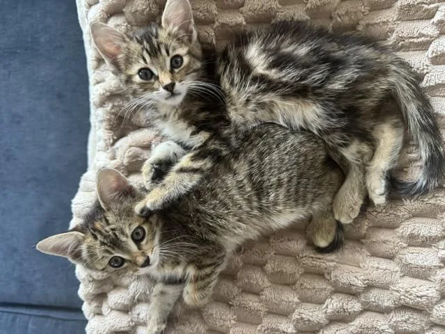 A baby medium-sized female Tabby (Gray / Blue / Silver) Domestic Short Hair cat named Tally for adoption in Denver, CO