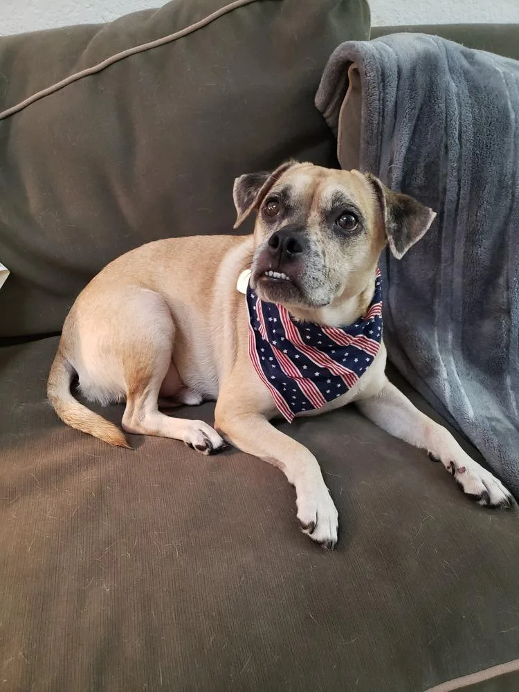 Pugsley Addams thumbnail 2