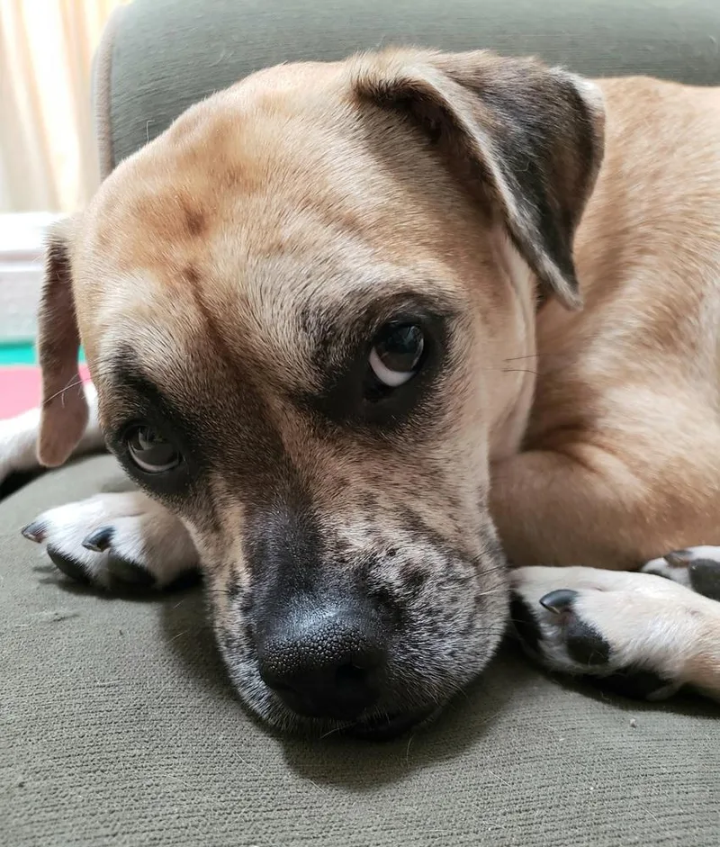 Pugsley Addams thumbnail 4