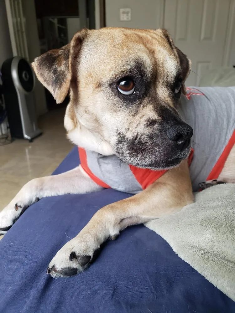 Pugsley Addams thumbnail 6