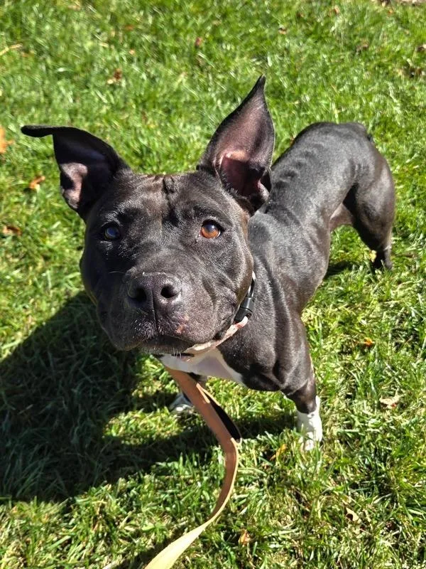 An adult medium-sized female Pit Bull Terrier dog named Carly Bakery for adoption in Millersville, MD