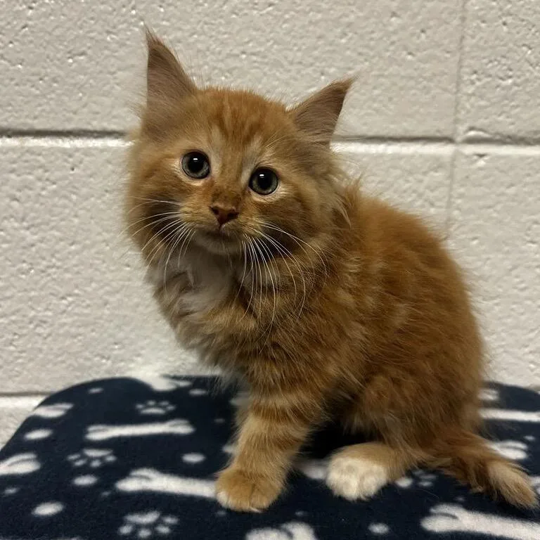 A baby small-sized male Domestic Long Hair cat named Anubis for adoption in Spruce Pine, NC