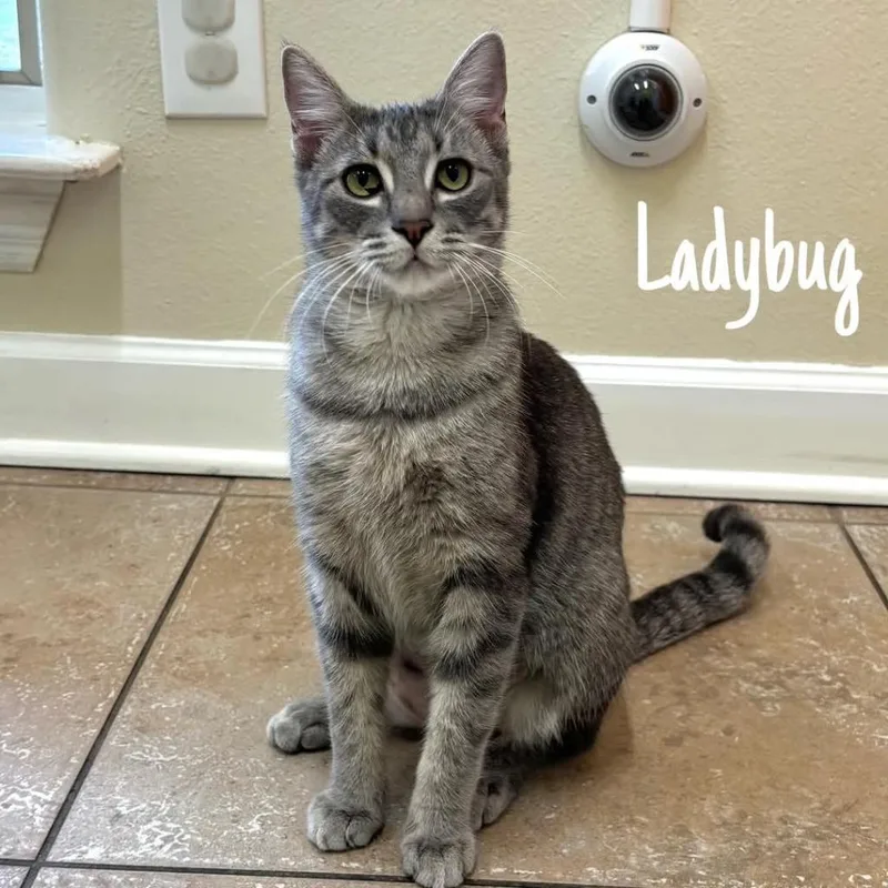 A young large-sized female Domestic Short Hair cat named Ladybug for adoption in Magnolia, TX