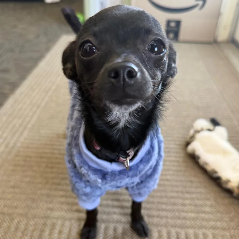 A young small-sized female Black Chihuahua dog named Little Bit for adoption in St. Helena, CA