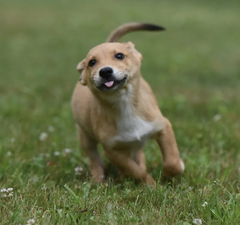 A baby large-sized male German Shepherd Dog dog named Antonio for adoption in Mechanicsburg, PA