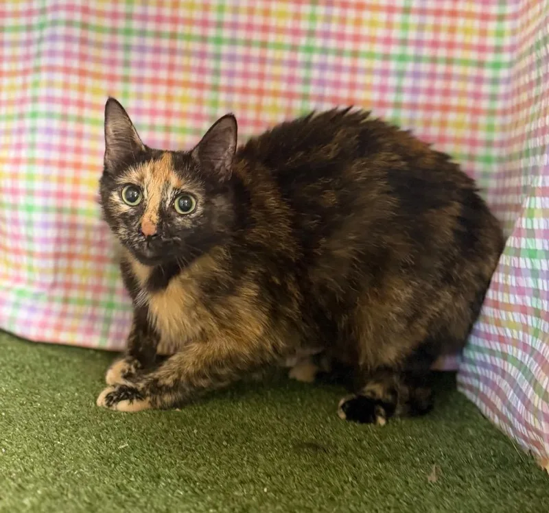 A young medium-sized female Domestic Short Hair cat named Pumpkin for adoption in Hopkinsville, KY