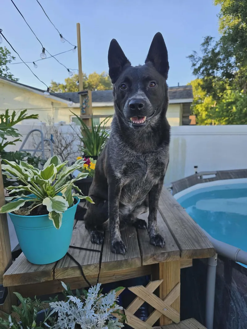 A young large-sized male Australian Cattle Dog / Blue Heeler dog named Bohdi for adoption in New Smyrna Beach, FL