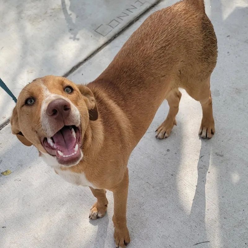 A young medium-sized male Red / Chestnut / Orange Labrador Retriever dog named Carmelo for adoption in CORPUS CHRISTI, TX