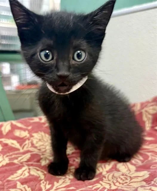 Jet